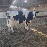 گاو و گوساله|حیوانات مزرعه|تربت جام, معدآباد|دیوار