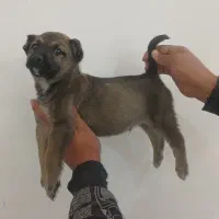 واگذاری سگ افغان نگهبان گله