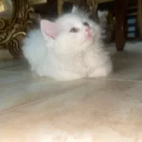 گربه پرشین|گربه|ارومیه, |دیوار