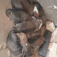 توله گله ای