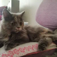 گربه پیدا شده|حیوانات|قزوین, |دیوار