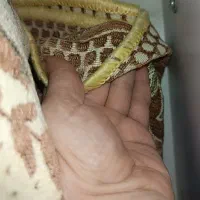 روفرشی ۹متری|روفرشی|مشهد, وحید|دیوار