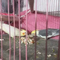 طوطی عروس جوجه|پرنده|دابودشت, |دیوار