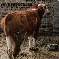 گوساله سیمینتال قرمز