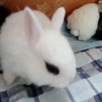 خرگوش کوچولو|موش و خرگوش|وحیدیه, |دیوار