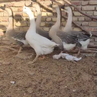 غاز وقو غاز|حیوانات مزرعه|کرمان, |دیوار
