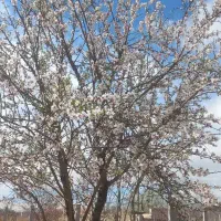فروش-باغ-تفریحی