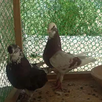کفتر|پرنده|ماهدشت, |دیوار