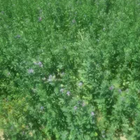 یونجه|لوازم جانبی حیوانات|جیرفت, |دیوار