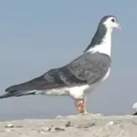 کفتر|پرنده|تربت جام, میان جام|دیوار