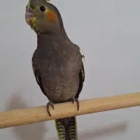 جوجه عروس هلندی