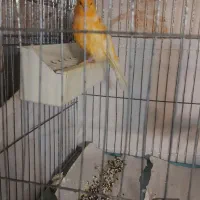 قناری پرتقالی|پرنده|تهران, شهران شمالی|دیوار