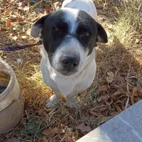 سگ نگهبان|سگ|مشهد, دوست آباد|دیوار