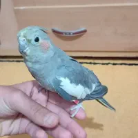 نرماده قناری و عروس هلندی آماده|پرنده|کرمان, |دیوار