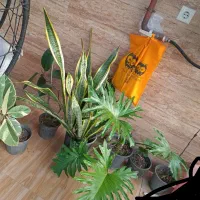 گل طبیعی|گل و گیاه طبیعی|رشت, حومه رشت|دیوار