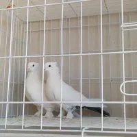 کبوتر نرو ماده