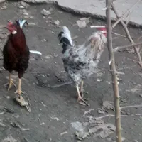 فروش خروس گلین|حیوانات مزرعه|گتوند, |دیوار