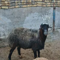 بره بره قوچ وشیشک