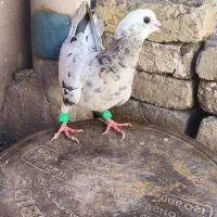 کفتر  کبوتر  سرونج پرشی گرفتنی