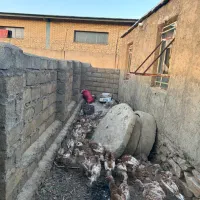 جوجه بوقلمون بوربون|حیوانات مزرعه|بانه, |دیوار