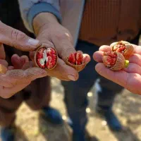 فروش تضمینی انواع نهال با گیرایی بالا