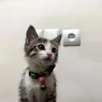 شناسنامه دار ماده