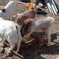 کهره نر|حیوانات مزرعه|زهک, |دیوار