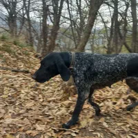 توله شکاری المانی