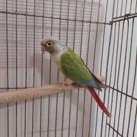 یک جفت عروس هلندی  ویک گرینویچ ماده|پرنده|رباط‌کریم, رباط‌کریم|دیوار