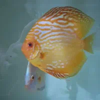 مستر دیسکس .فارم تخصصی پرورش دیسکس.