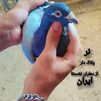 کبوتر پلاکی|پرنده|شادگان, |دیوار