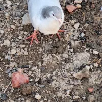 دمگیر نقره ای
