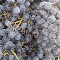 انگور سیاه گرماب 400کیلو قیمت 80 کلی میدم