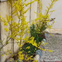 اجاره-باغ-وبلا