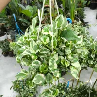 پتوس ارتشی سایز بزرگ