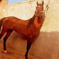 کره اسب نر