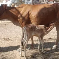8عدد گوساله ماده گاو گوساله گوسفند بز بره  گاومیش