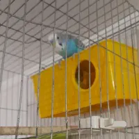 مرغ عشق|پرنده|لردگان, |دیوار