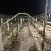 تولیدانواع پایه‌بتنی ‌پایه تاق انگوروسقف پیش ساخته|خدمات باغبانی و درختکاری|گناباد, |دیوار