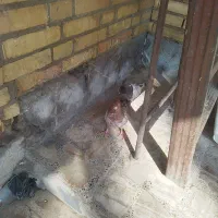 کبوتر کله ای|پرنده|کارون, |دیوار