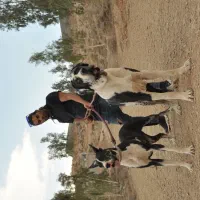 نژاد سلطنتی گریدین  غول‌پیکر