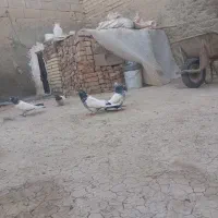 کبوتر