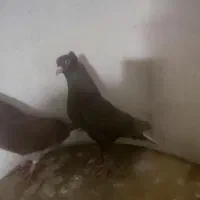 کفتر