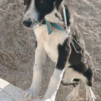 سگ ماده یکساله