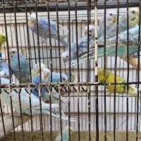 مرغ عشق رنگ خاص