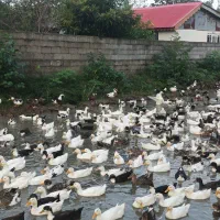 اردک بزرگ|حیوانات مزرعه|رضوانشهر, |دیوار