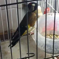 سهره مست|پرنده|فولادشهر, فولادشهر|دیوار