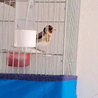 سهره نر دوسال قفس