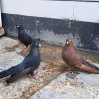 جفت زاغ و یه نر سرکه ایی|پرنده|رامهرمز, |دیوار