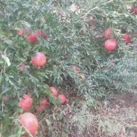 باغ-اناری-از-جنس-ملس-چهار-ساله